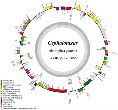 Testing the Complete Plastome for Species Discrimination, Cryptic Species Discovery and Phylogenetic Resolution in Cephalotaxus (Cephalotaxaceae)